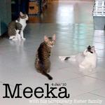 Meeka - Domestic Short Hair Cat