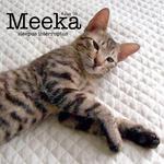 Meeka - Domestic Short Hair Cat