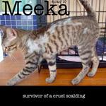 Meeka - Domestic Short Hair Cat