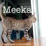 Meeka - Domestic Short Hair Cat