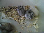 Bolt, Mac Jr &amp; Cream  - Roborovsky's Hamster + Syrian / Golden Hamster Hamster