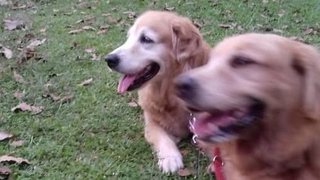 Barley - Golden Retriever Dog