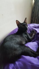 Cosmopolitan (Cosmo) - Domestic Short Hair Cat