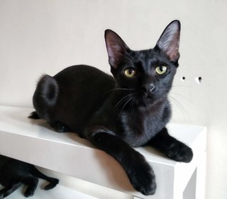 Cosmopolitan (Cosmo) - Domestic Short Hair Cat