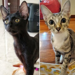 Margarita (Rita) &amp; Martini (Tini) - Domestic Short Hair Cat