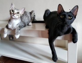 Margarita (Rita) &amp; Martini (Tini) - Domestic Short Hair Cat