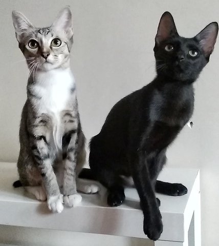 Margarita (Rita) &amp; Martini (Tini) - Domestic Short Hair Cat