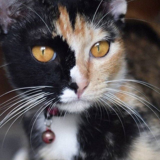 💚 Dazzle Dots 💚 - Calico + Tortoiseshell Cat