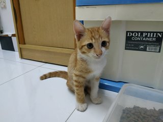 Orange - Domestic Short Hair Cat