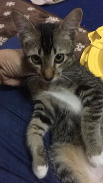 Coffee, Qiqi And Sweet - Domestic Long Hair + Singapura Cat