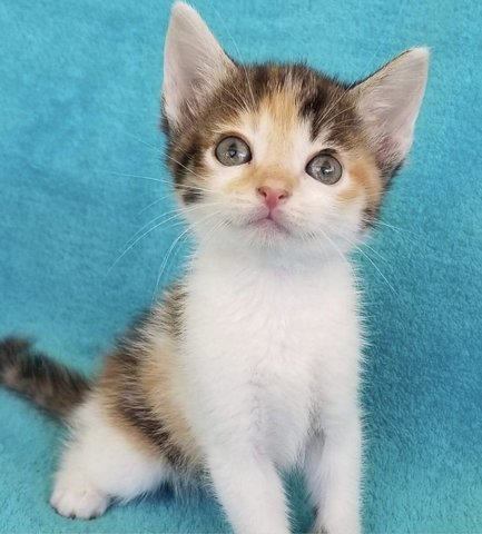 Zebra  - Domestic Short Hair Cat