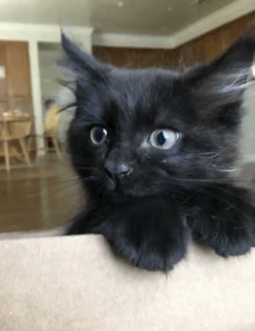 Bunny  - Domestic Short Hair Cat