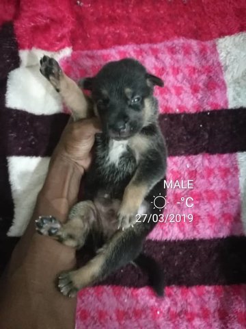 Mongrel Puppies For Adoption - Mixed Breed Dog