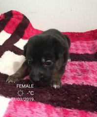 Mongrel Puppies For Adoption - Mixed Breed Dog