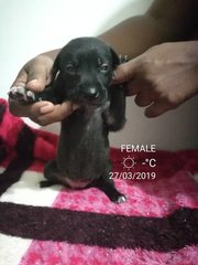 Mongrel Puppies For Adoption - Mixed Breed Dog