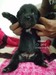 Mongrel Puppies For Adoption - Mixed Breed Dog