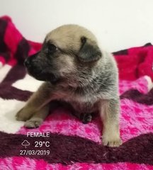 Mongrel Puppies For Adoption - Mixed Breed Dog