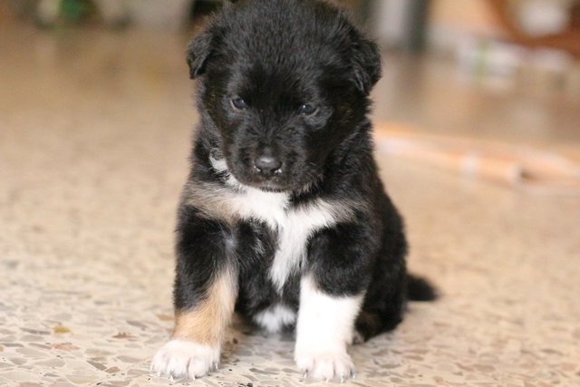 Fluffy - Mixed Breed Dog