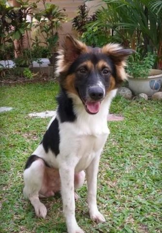 Copper - Mixed Breed Dog