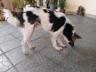 Copper - Mixed Breed Dog