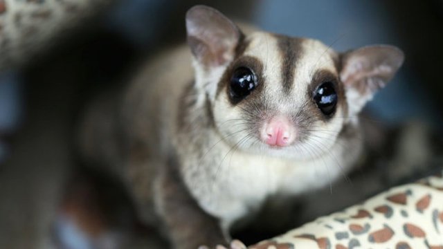 Kiki - Sugar Glider Small & Furry