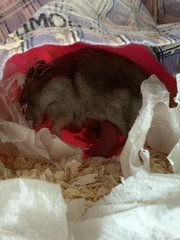 8 Baby Hamsters For Adoption  - Short Dwarf Hamster Hamster