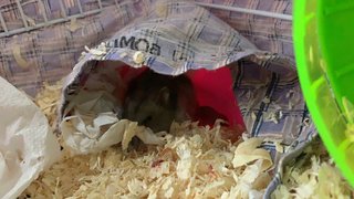 8 Baby Hamsters For Adoption  - Short Dwarf Hamster Hamster