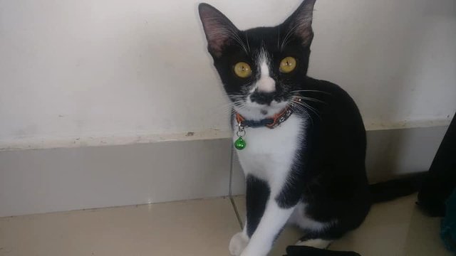 Oreo - Domestic Short Hair Cat