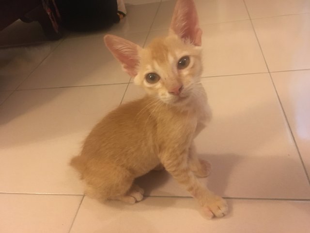 Simba (Urgent!) - Domestic Short Hair Cat