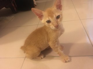 Simba (Urgent!) - Domestic Short Hair Cat