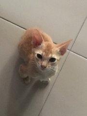 Simba (Urgent!) - Domestic Short Hair Cat