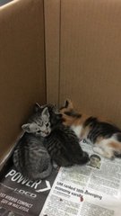 Kittens For Adoption (Urgent) - Domestic Medium Hair Cat