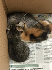 Kittens For Adoption (Urgent) - Domestic Medium Hair Cat