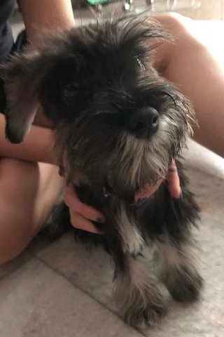 Paddy - Schnauzer Dog