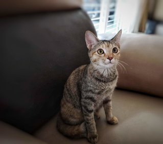 Cocoa - Torbie Cat