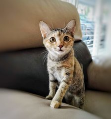 Cocoa - Torbie Cat