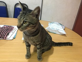 Awan - Domestic Short Hair + Tabby Cat