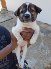 Mulan - Mixed Breed Dog