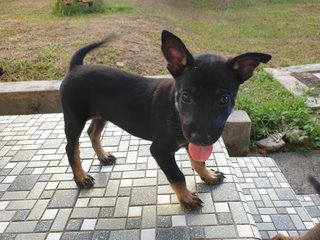 Mostly Unnamed, For New Owner To Decide! - Mixed Breed Dog