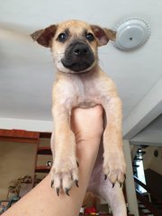 Mostly Unnamed, For New Owner To Decide! - Mixed Breed Dog