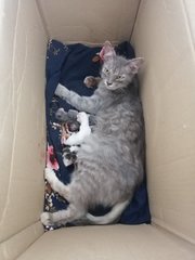 Mommycat With Kittens - Mixed Breed Dog