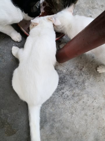 Snowy - Persian + Domestic Short Hair Cat