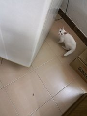 Snowy - Persian + Domestic Short Hair Cat