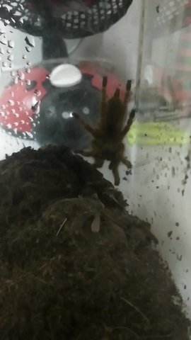 Tee - Tarantula Small & Furry