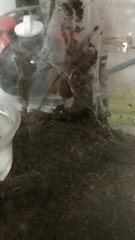 Tee - Tarantula Small & Furry