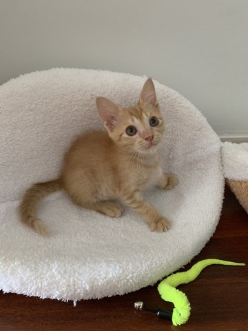 Colby - Domestic Short Hair Cat