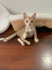 Colby - Domestic Short Hair Cat