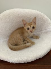 Colby - Domestic Short Hair Cat