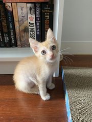 Cheddar - Domestic Short Hair Cat