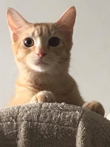 Cheddar - Domestic Short Hair Cat